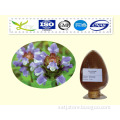 100% natural Chinese plant extract Selfheal